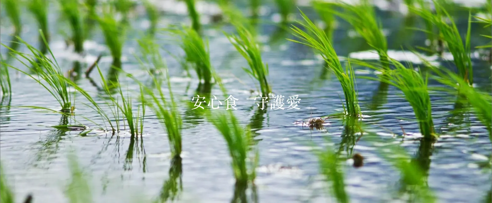 花蓮玉里水田裡的秧苗